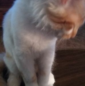 Meet your Posher, Janet